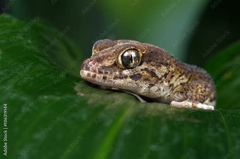 Madagascan Ground Gecko Paroedura Pictusmadagascan Ground Gecko On