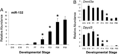 The Expression Of Mir 132 A And Two Of Its Predicted Protein Coding