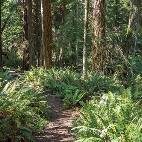 South Whidbey State Park | Washington State Parks