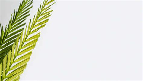 Download Minimalist Palm Sunday Text Background