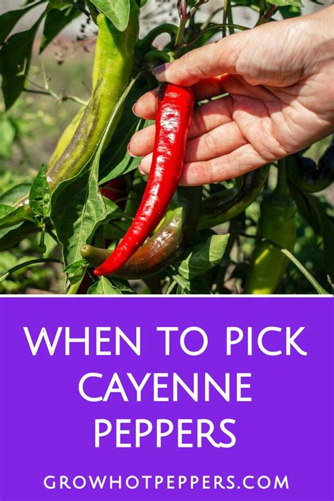 Someone Picking Some Red Peppers From A Plant With The Words When To