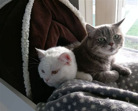 boarding for cats 7