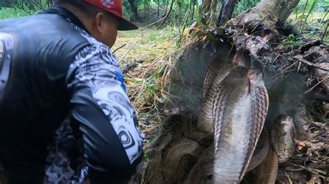 Kampo Ng Mga Sundalo Napasukan Ng Mapanganib Na Nilalang Tropang