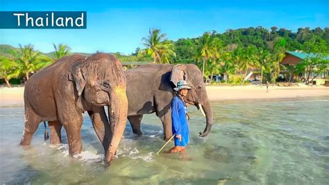 Thailand Koh Chang Island Magnificent Beaches And Elephant Farm Youtube