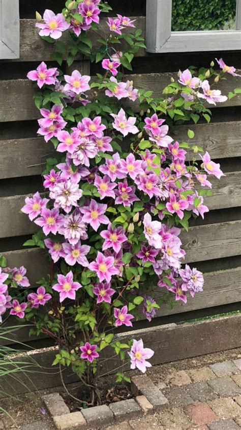 Pin Van Sigrida Familia Op Jardin Clematis Tuin Tuin Inspiratie