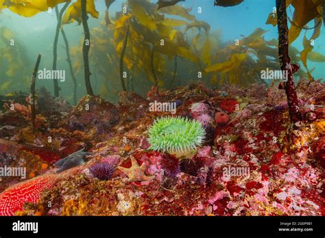 Coral Reef Invertebrate Algae Hi Res Stock Photography And Images Alamy