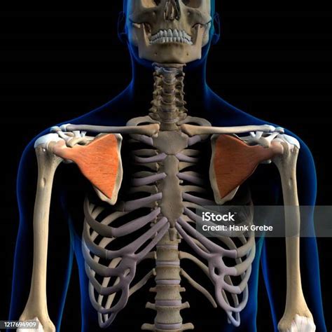 subscapularis muscles isolated shoulder anatomy anterior view  black