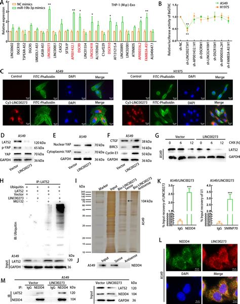 Tumorderived Exosomal MiR19b3p Facilitates M2 Macrophage