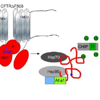 The Hsp Aha Chaperone Complex Participates In Protein Quality