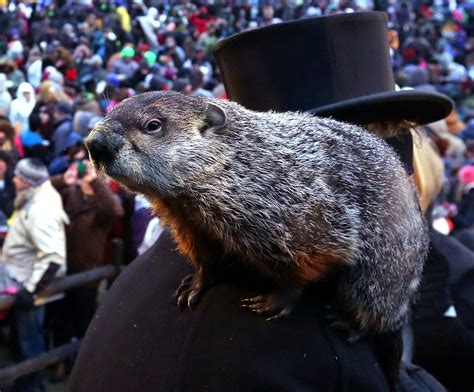 Penny Wilkes: Celebrate Groundhog Day