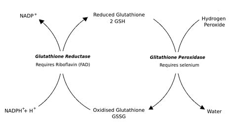 Glutathione Peroxidase