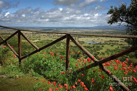 Alentejo Landscape Photograph by Carlos Caetano - Fine Art America