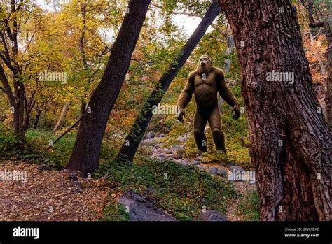 bigfoot sasquatch   forest stock photo alamy