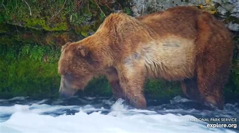 2023 Unidentified Bears and Family Groups | Katmai Bearcams Wiki | Fandom