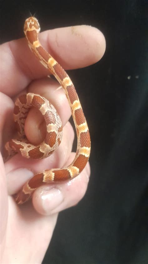 FEMALE HYPO SUNKISSED CORN SNAKE | Reptile Mart