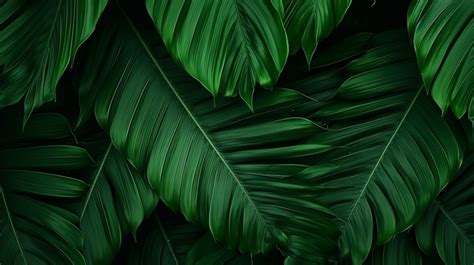 Abstract Green Texture Of Large Tropical Foliage Leaf On Natural