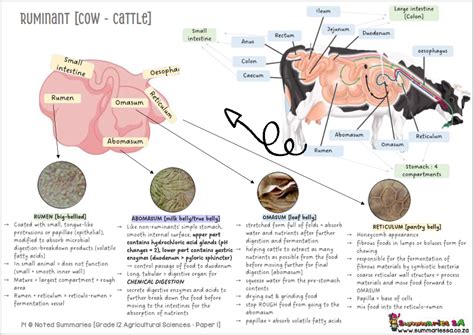 Grade 12 Agricultural Sciences Summaries Part 2 Classroom101