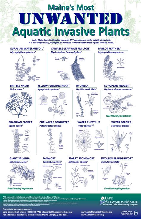 New Maine’s Most Unwanted Aquatic Plants Poster | Clary Lake Association