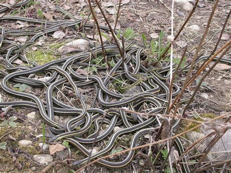 Red-Sided Gartersnake — Edmonton & Area Land Trust