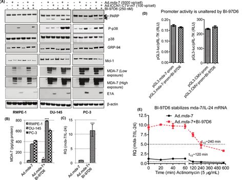 Bi D Potentiates Mda Il Induced Apoptosis By Enhancing Er