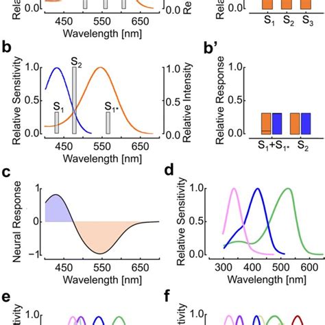 Photoreceptor Functions Color Opponent Processing And Photoreceptor