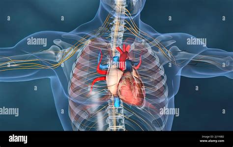 Corazón Humano Modelo De Corazón Humano Ruta De Recorte Completa