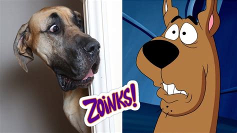 Cartoon Dog Characters In Real Life | Cartoon Dogs