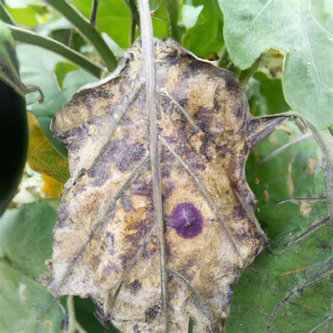 Verticillium Wilt Management In Eggplant Brinjal Symptoms Treatment