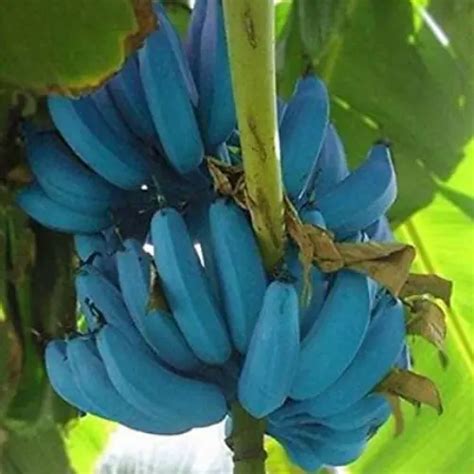 Apparently Everyone Is Planting Blue Java Bananas Because They Taste ...