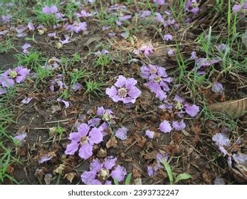 Lagerstroemia Speciosa Known Big Bungur Tree Stock Photo 2393732247 ...