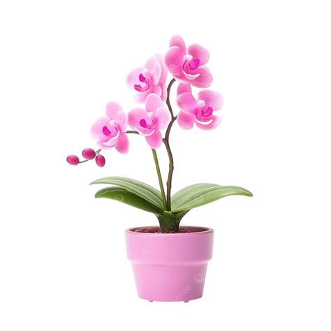 Orchid Flower Plant In Pot Dollhouse Miniatures Garden Isolate