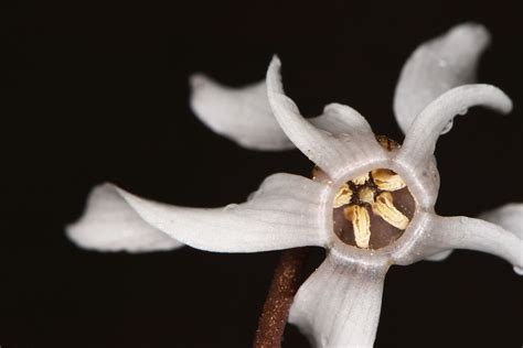 Cyclamen Balearicum Willk Plants Of The World Online Kew Science