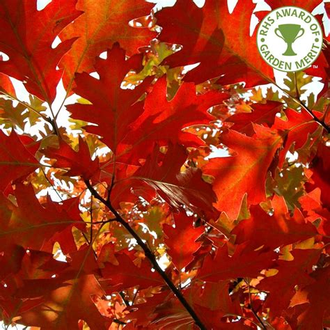 Quercus Rubra Buy Red Oak Trees Champion Oak