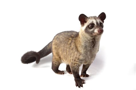 The Asian Palm Civet Cat Isolated On White Background Stock Photo