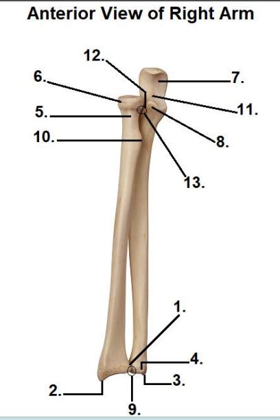forearmelbow anatomy diagram quizlet