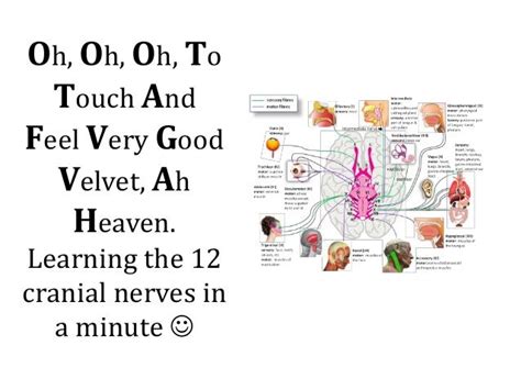 The 12 Cranial Nerves 1 Min Ppt