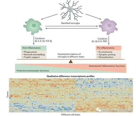 Nat Rev Neurol重磅综述： Ad中的炎症和小胶质细胞激活互作相关胶质细胞炎症新浪新闻