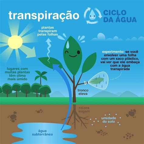 Leva Água Para Planta - A Importância Da Água Para As Plantas – ELEVHH
