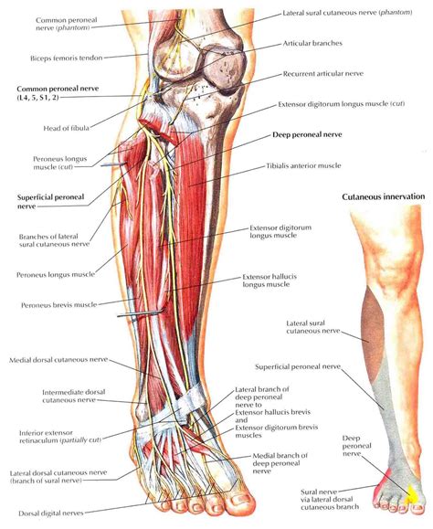 Superficial Peroneal Nerve , Superficial fibular (peroneal) nerve