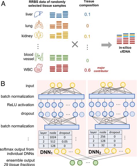 Comprehensive Tissue Deconvolution Of Cell Free Dna By Deep Learning For Disease Diagnosis And