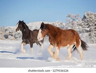 Clydesdale Horse Snow Stock Photo 1279156126 | Shutterstock