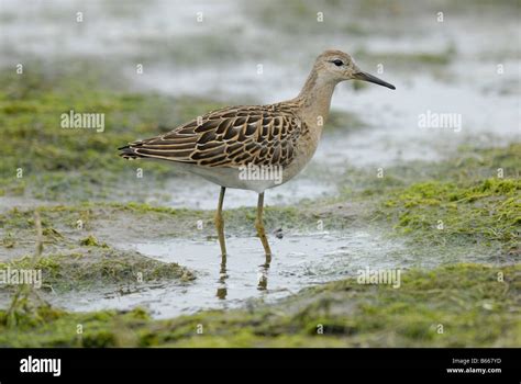 A Female Ruff Philomachus Pugnax Stock Photo Alamy