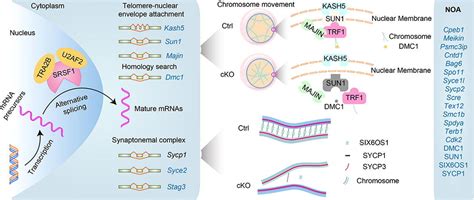 Scientists Identify Gene Crucial For Male Meiosis During Homologous