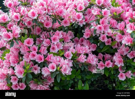 Pink azalea flowers Stock Photo - Alamy