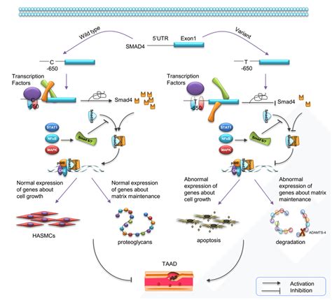 Schematic Diagram For Potential Roles Of The Smad4 Variant In