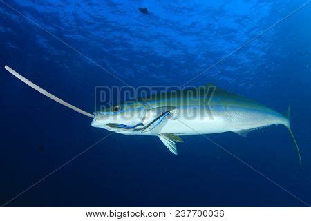 Fish Eating Plastic Image & Photo (Free Trial) | Bigstock