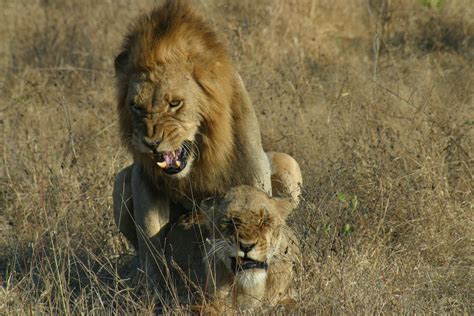 Two Male Lions fighting over a female 003 by Elishapira on DeviantArt