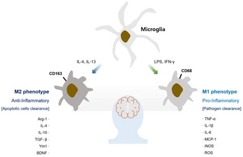 Microglial Phenotypes In The Brain In Response To Stimuli Microglia