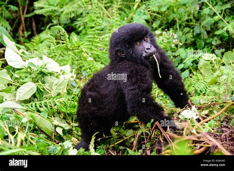 Appealing Mountain Gorilla Baby Stock Photo Alamy