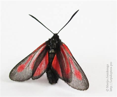 Photo Zygaena Osterodensis